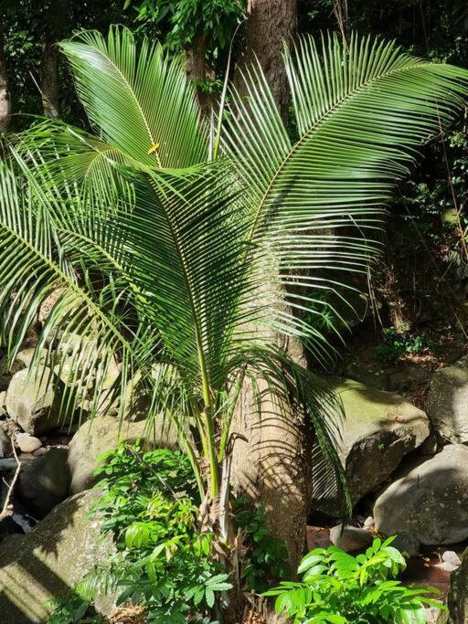 L'Ilet Paradise Pointe-Noire Bagian luar foto